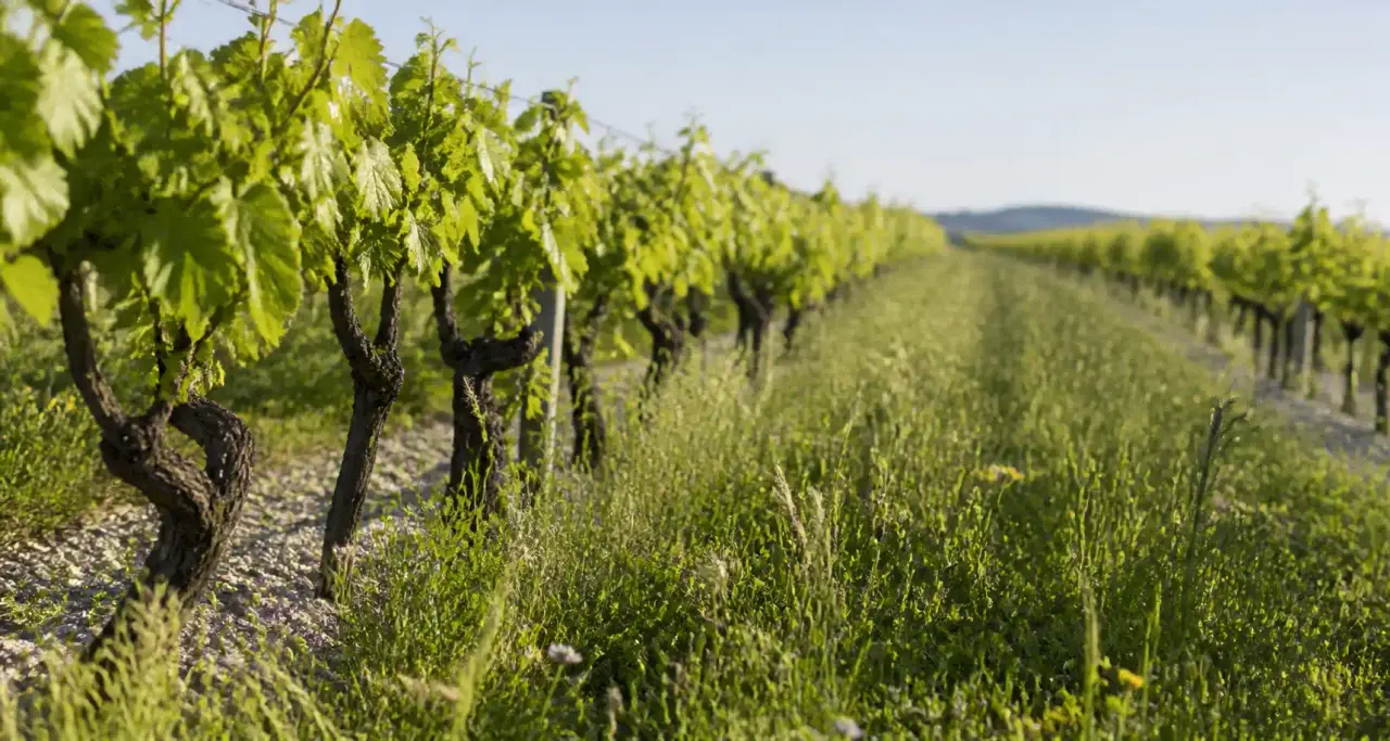 Rang de vigne bio avec couvert végétal enherbé entre les ceps, sol calcaire clair, lumière du matin